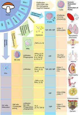 Immunoregulatory effects of Huaier (Trametes robiniophila Murr) and relevant clinical applications